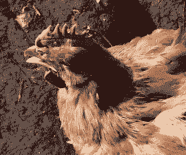 肉鸡发烧是什么样