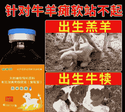 羊羔后腿无力是什么病