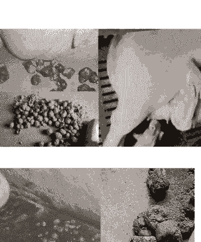 小猪为什么老是拉稀呢