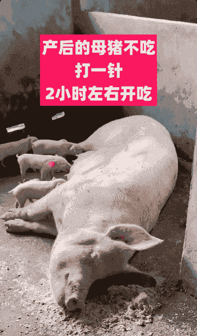 养殖基地母猪为什么不吃