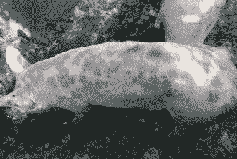 猪身上为什么会长紫斑