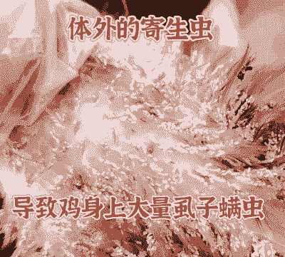 鸡身上虫叫什么虫