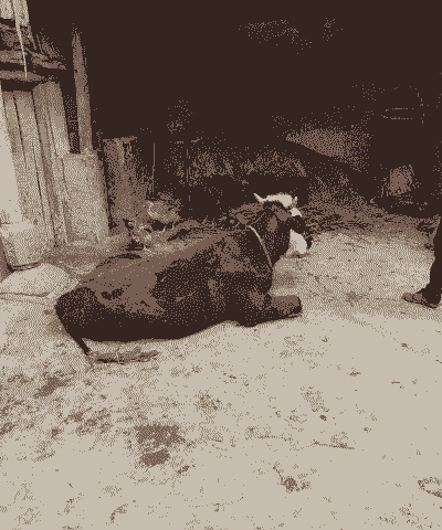 农村为什么不能养牛了