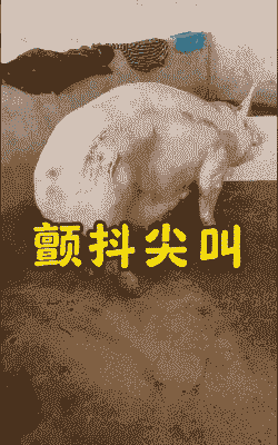 猪发抖是什么情况