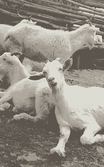 牛猪羊养什么好