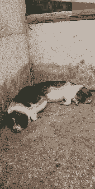 福建有什么品种的猪