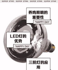 蛋鸡用什么灯加光