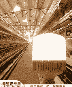 肉鸡养殖用什么颜色灯