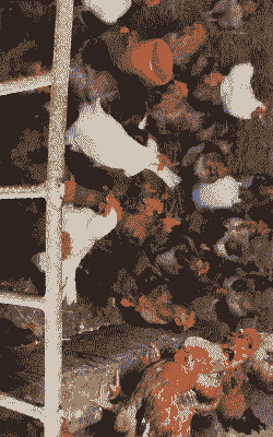 红宝肉鸡叫什么