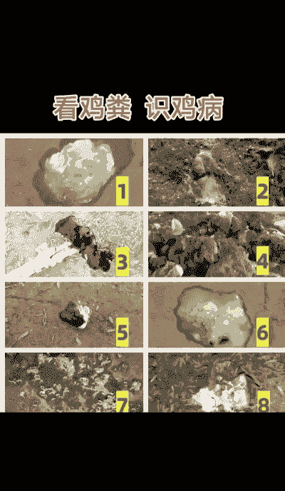 肉鸡粪便酱油色什么病
