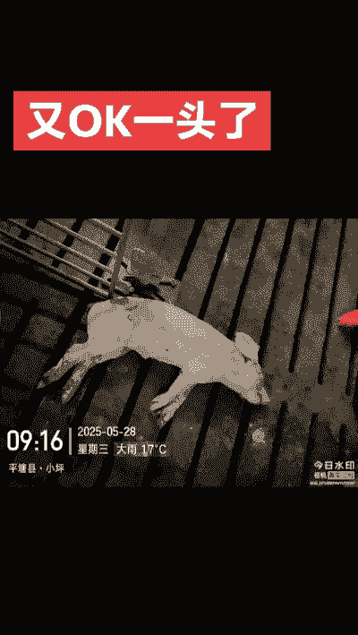 小猪全身发白是什么病