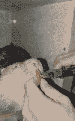 竹鼠为什么要磨牙