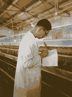 养鸡技术员是什么