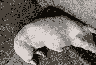 猪身皮肤发白什么病