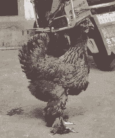 鸡脚上长毛是什么品种