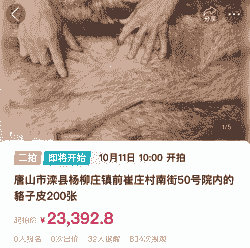 白貉子皮什么价了