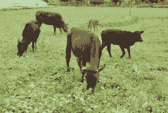 南方种什么牧草养牛好