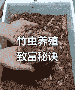 什么虫子养殖产量最高