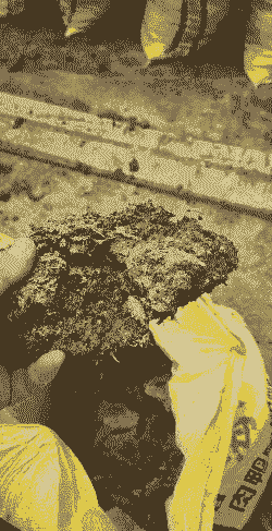 鹅粪可以做什么饲料