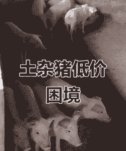 内三猪吃什么饲料