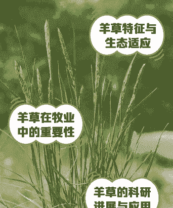 养羊要种植什么草