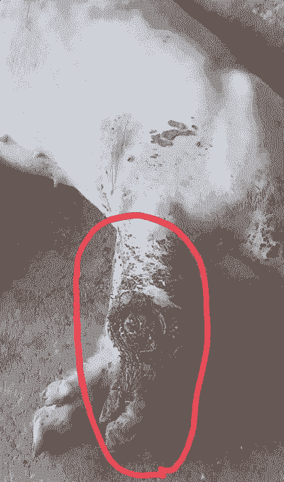 猪全身乌是什么病