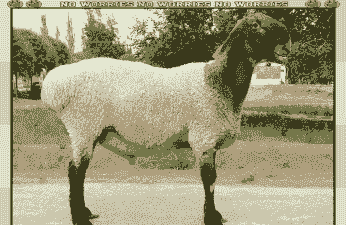 新疆都是有什么品种羊