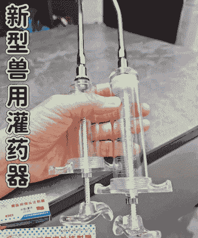 猪只发烧打什么针