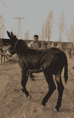 养殖肉驴 什么品种好