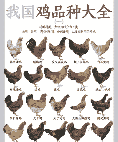 公鸡的羽毛有什么特点