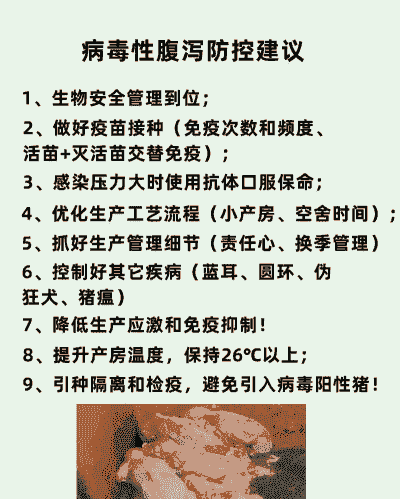 猪拉稀有什么偏方吗