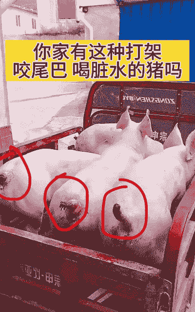 为什么出现猪咬猪