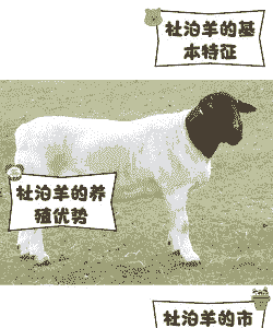 成年羊吃什么长得快