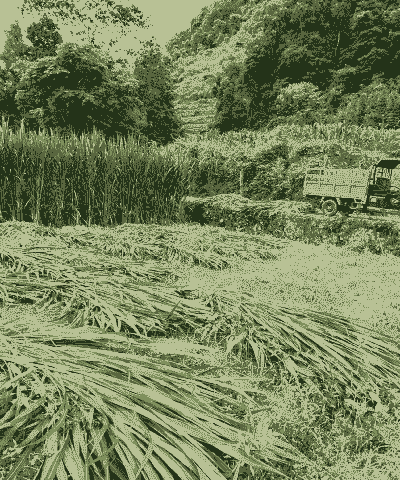 南方种植什么草喂牛