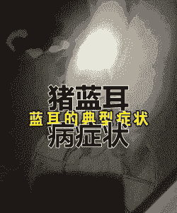 猪耳朵变蓝是什么