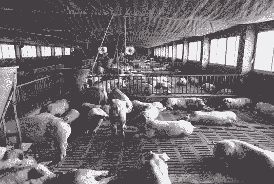 养殖场都用什么喂猪