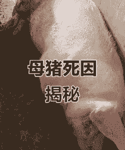 母猪为什么会突然死亡