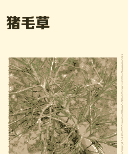 冬天给母猪铺什么草