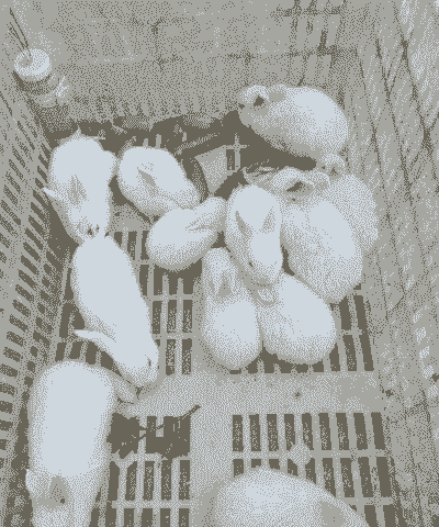 家养什么兔子比较好