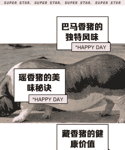 养香猪给它吃什么