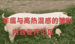 猪高烧是什么原因