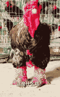 国内什么品种的鸡最贵