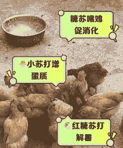 小苏打在蛋鸡什么添加