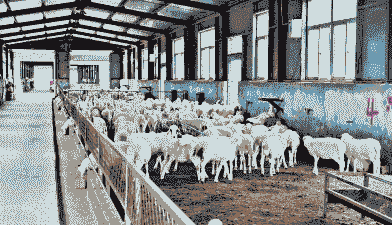 山西养殖什么比较好