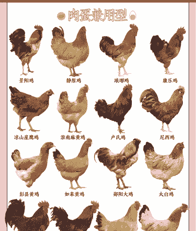 目前什么肉鸡品种最好吃