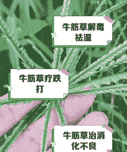 冬天养牛吃什么草