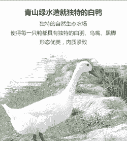 连城白鸭是什么鸭