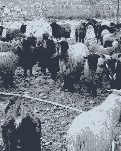 河北地区养什么羊