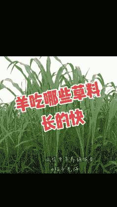 羊吃什么能生长最快