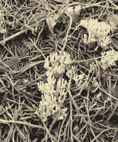 亚利桑那菌是什么菌